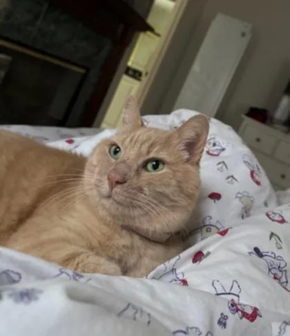 Dillenger thumbnail 2