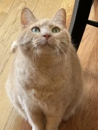 Dillenger thumbnail 3