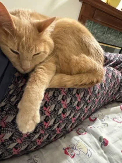 Dillenger thumbnail 5