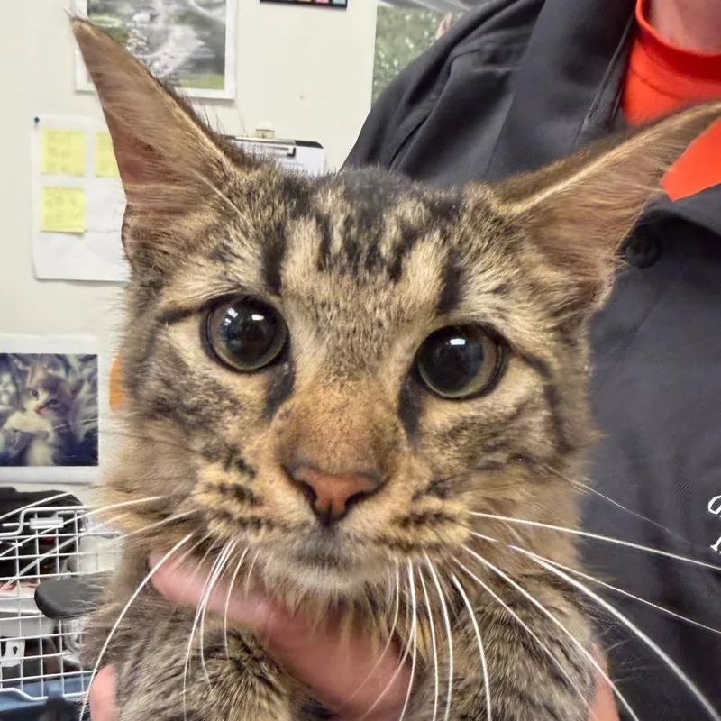 A young medium-sized male Brown / Chocolate Domestic Medium Hair cat named Benny for adoption in Birmingham, AL