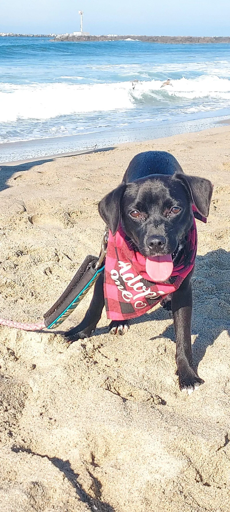 A young small-sized female Labrador Retriever dog named Judy Hopps for adoption in San Diego, CA