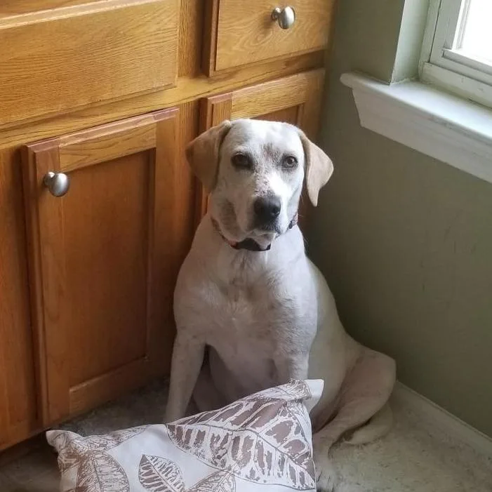 A senior medium-sized female Mixed Breed dog named Petal for adoption in New Fairfield, CT
