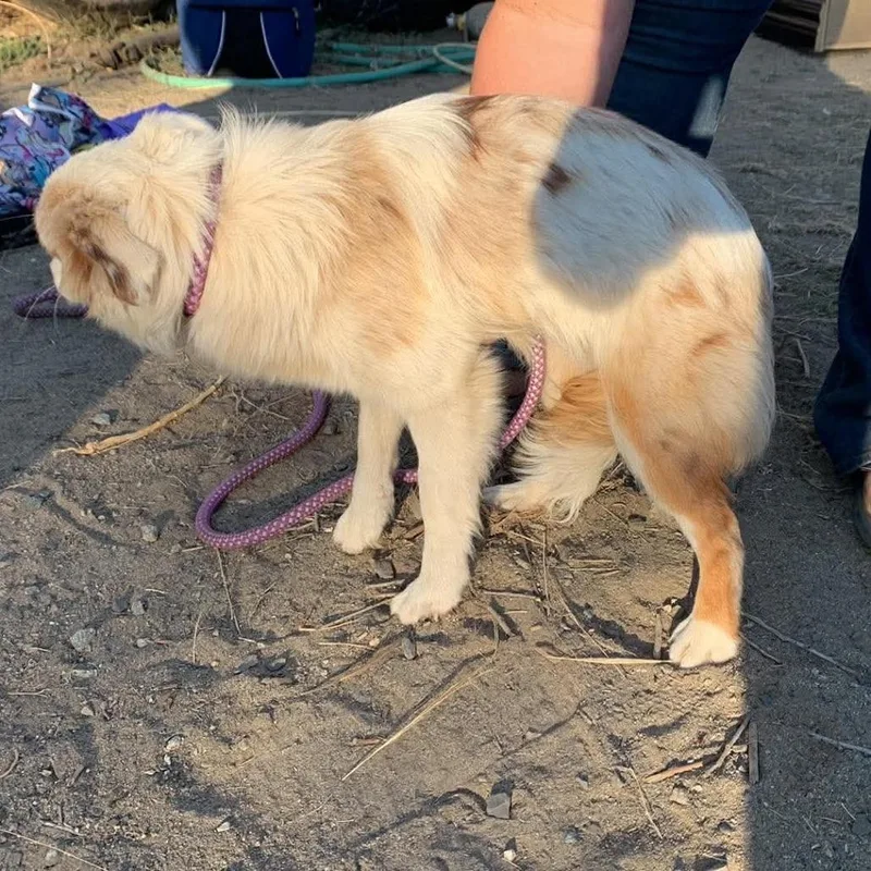 A young medium-sized female White / Cream Australian Shepherd dog named Panda for adoption in TONASKET, WA