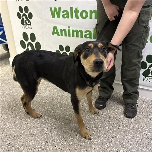 An adult medium-sized male Black Mixed Breed dog named Ruckus for adoption in Defuniak Springs, FL