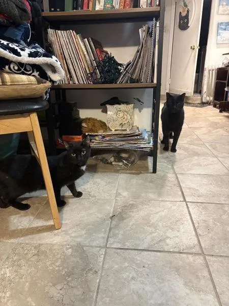 An adult small-sized female Domestic Short Hair cat named Allie for adoption in New York, NY