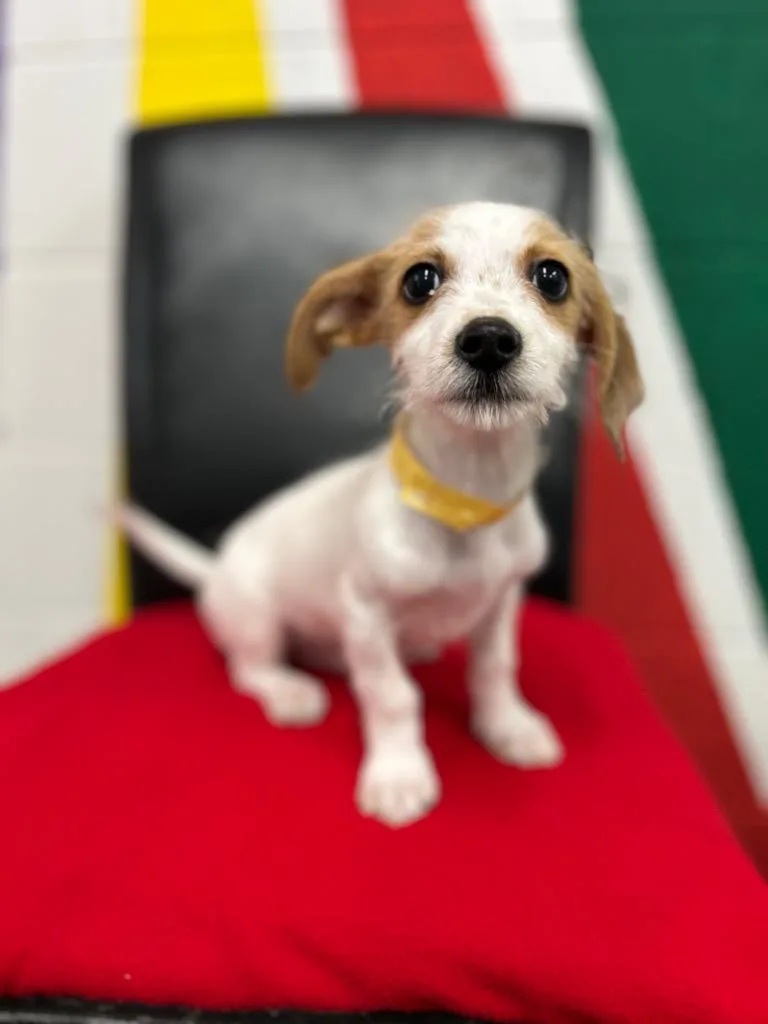 A baby small-sized male Mixed Breed dog named Panda for adoption in Thousand Oaks, CA