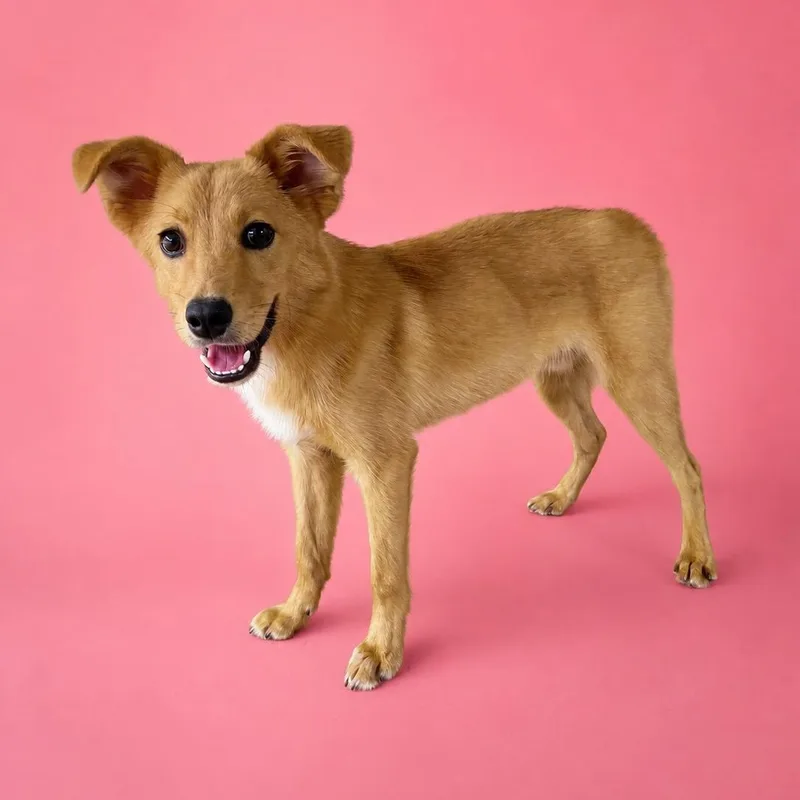 A young medium-sized male Golden Retriever dog named Taz for adoption in Heber Springs, AR