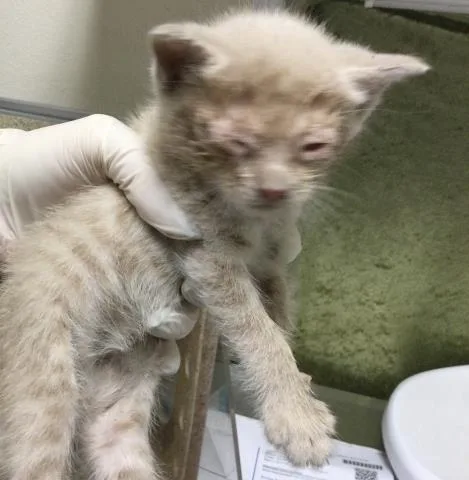 A baby small-sized male Domestic Short Hair cat named Cookie for adoption in Riverside, CA