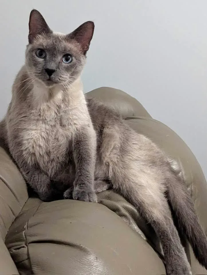 An adult large-sized female Siamese cat named Phoebe for adoption in Corydon, IN