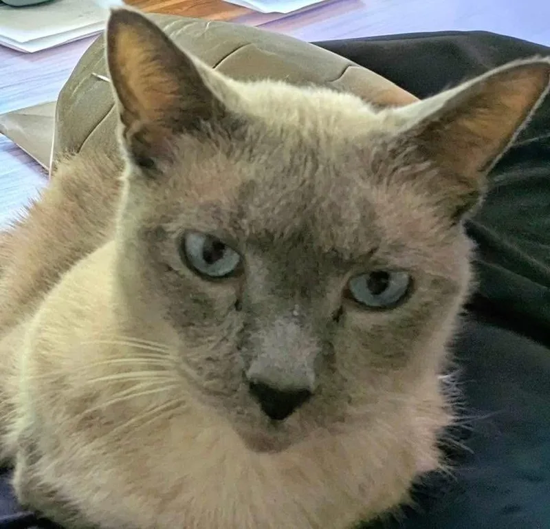 Phoebe thumbnail 2