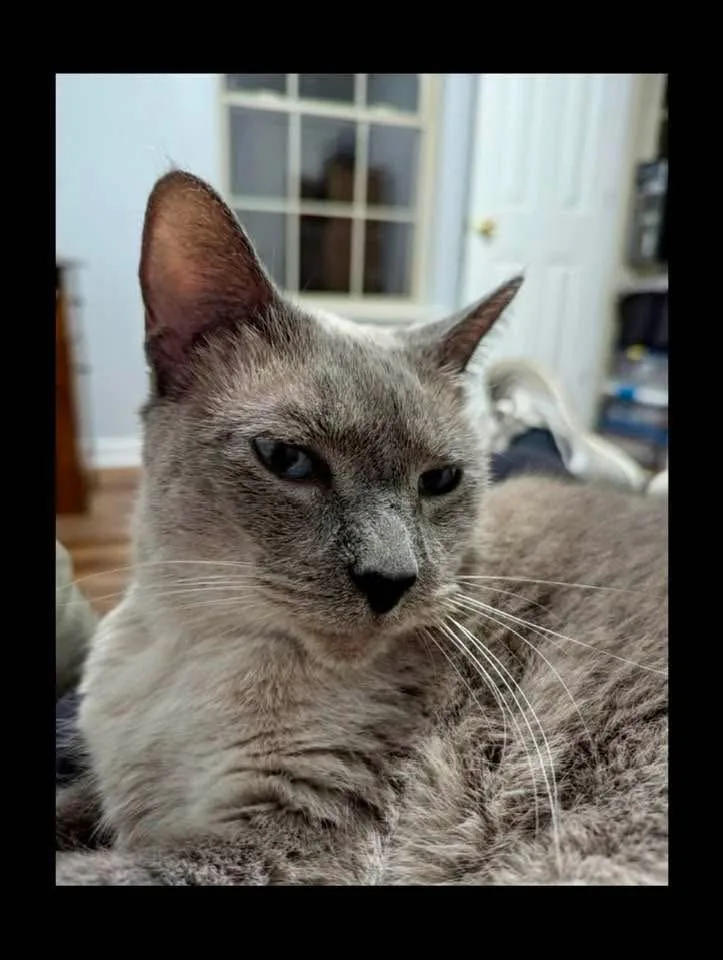 Phoebe thumbnail 3