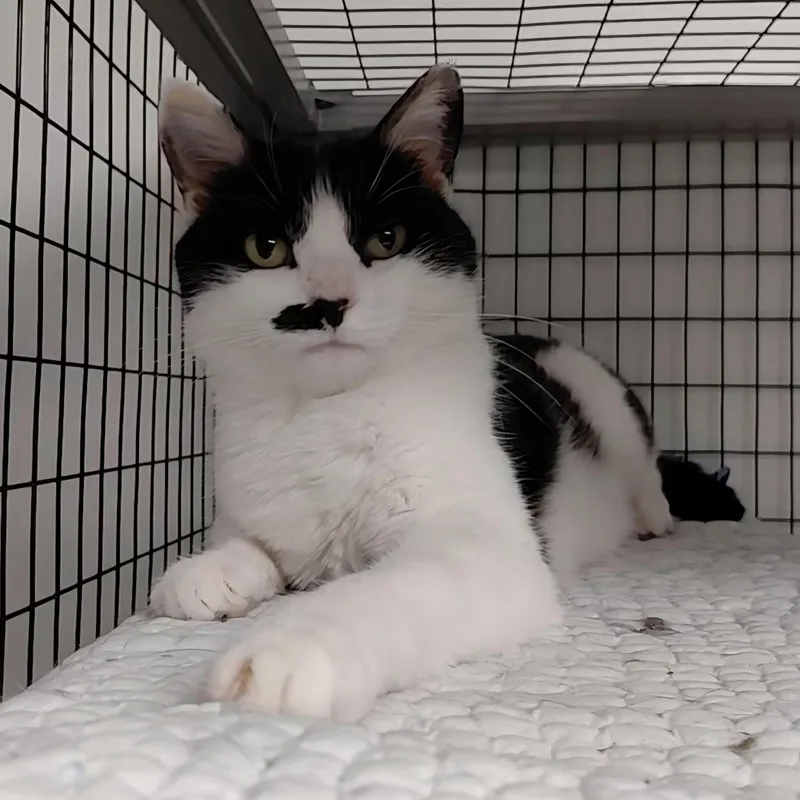 An adult medium-sized female White Domestic Short Hair cat named Toodles for adoption in Littleton, NH