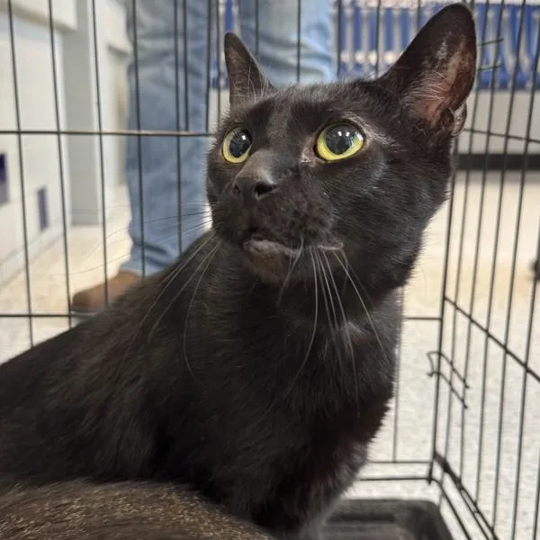 Lionel  Bonded Buddy