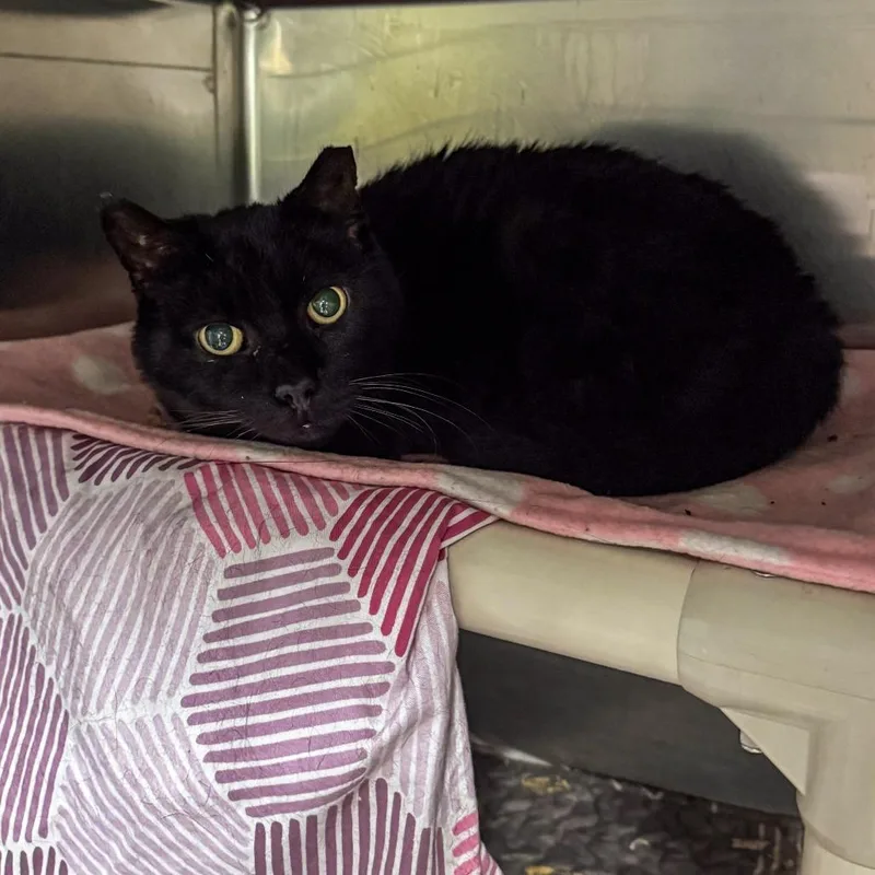 A senior medium-sized male Black Domestic Short Hair cat named Tyrone for adoption in Kennebunk, ME