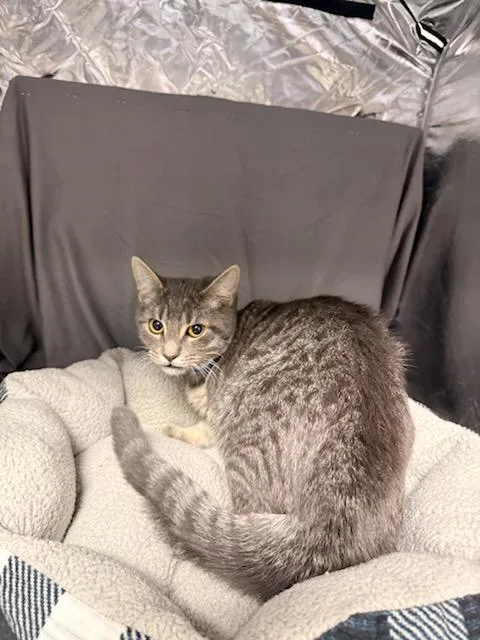 A young medium-sized male Domestic Short Hair cat named Elvis for adoption in Appling, GA