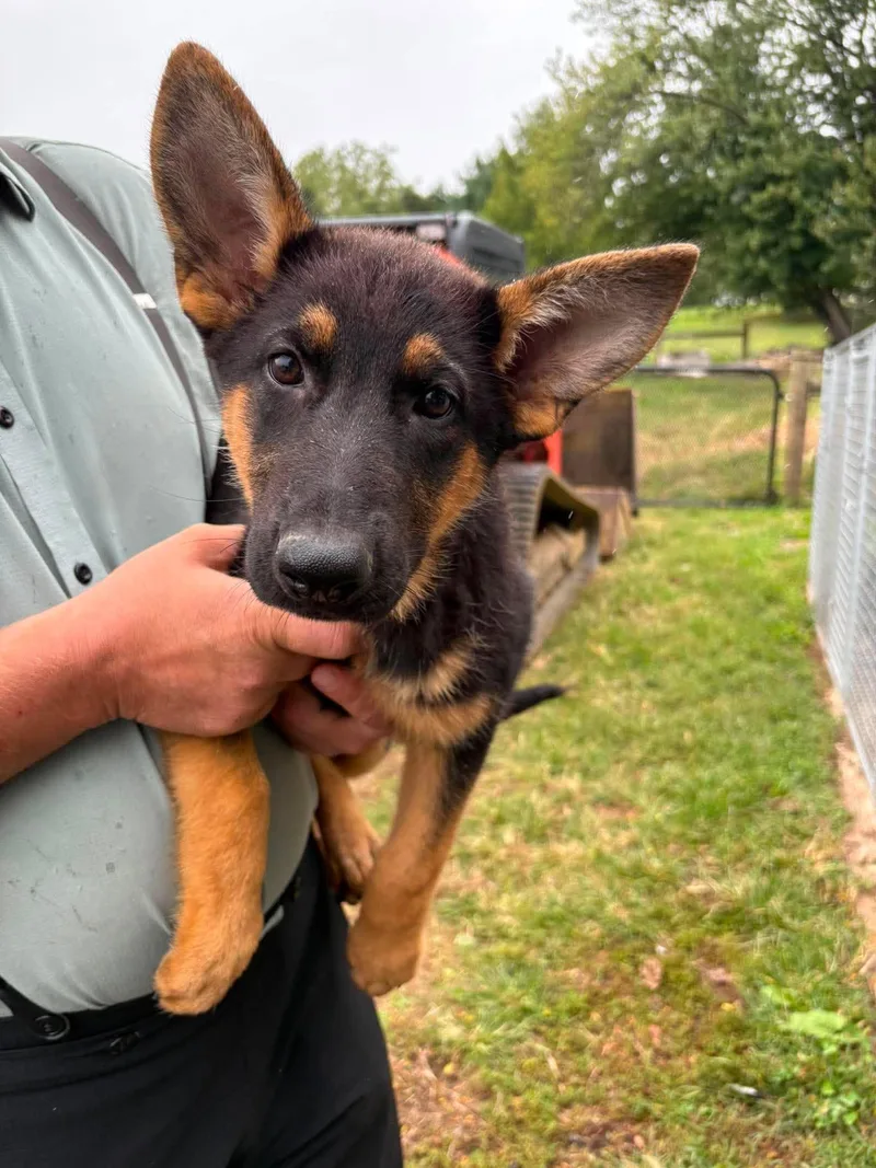 A baby medium-sized female German Shepherd Dog dog named Estelle for adoption in Havertown, PA