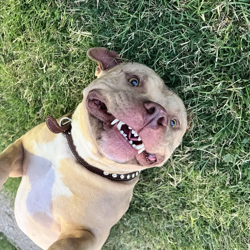 Simba