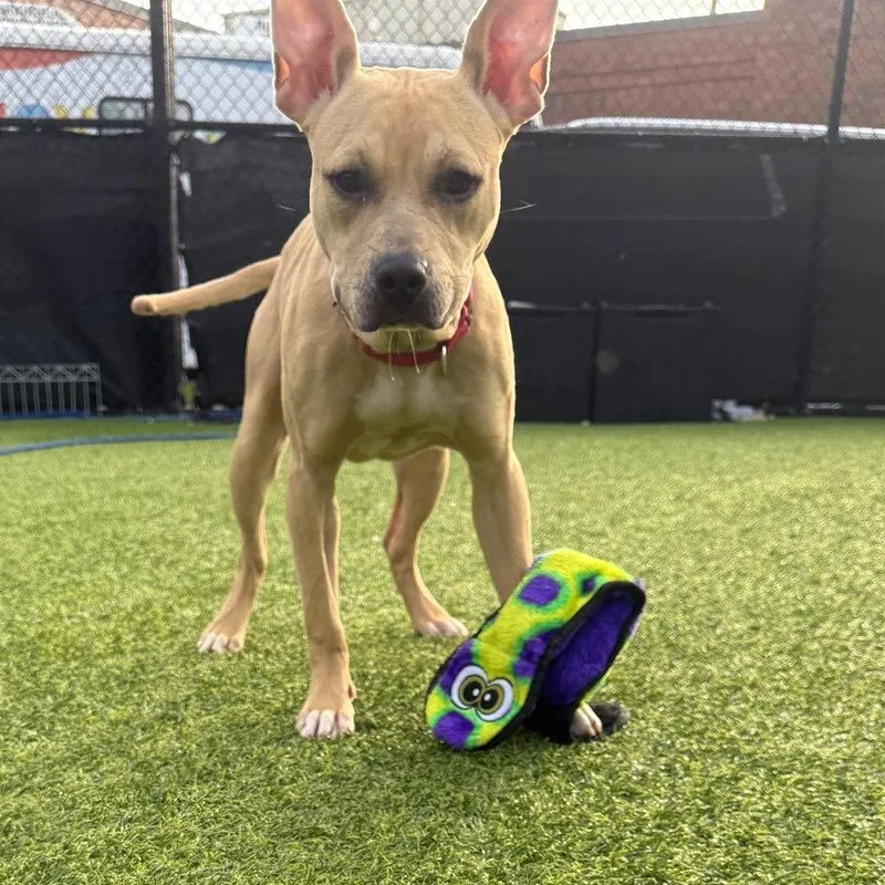 A young medium-sized male Mixed Breed dog named Oatmeal for adoption in Pittsburgh, PA