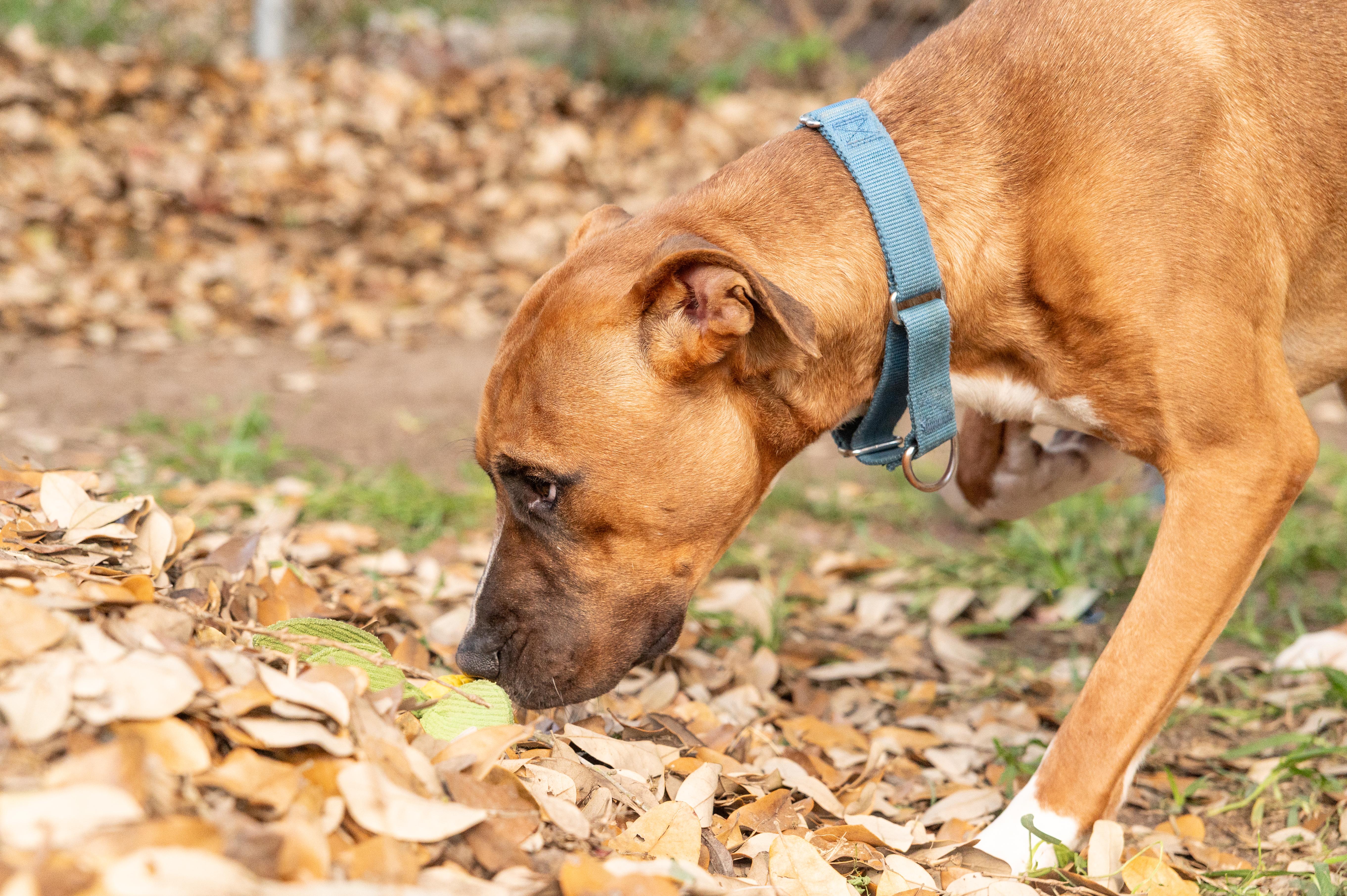 Scampi  Co thumbnail 3