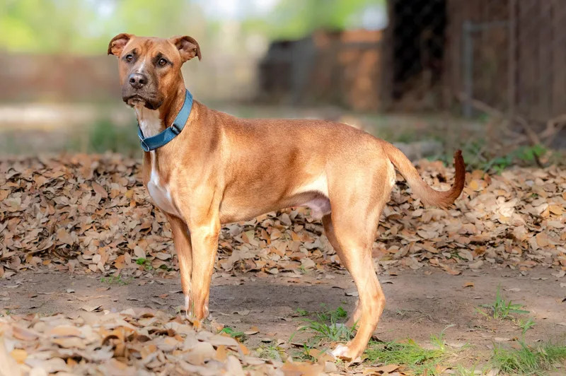 Scampi  Co thumbnail 5