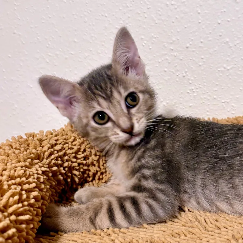 A baby small-sized female Gray / Blue / Silver Domestic Short Hair cat named Jam Danish for adoption in Austin, TX