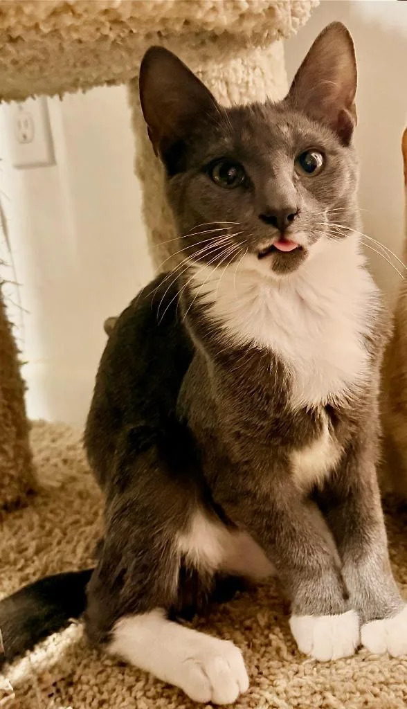 A baby small-sized male Domestic Short Hair cat named Brody Z for adoption in Darien, GA