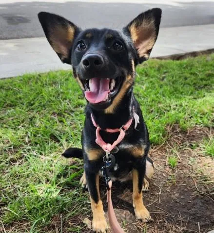 A baby small-sized female Tricolor (Brown, Black, & White) Australian Kelpie dog named Stacie URGENT for adoption in Thousand Oaks, CA