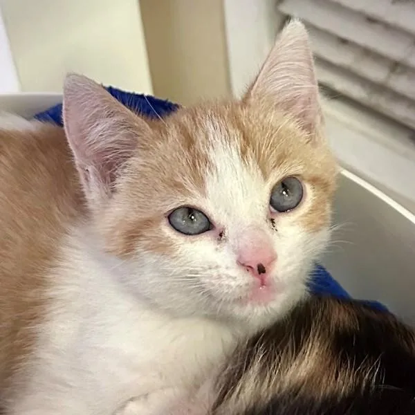 A baby small-sized male Domestic Short Hair cat named Usopp for adoption in Walnut Creek, CA