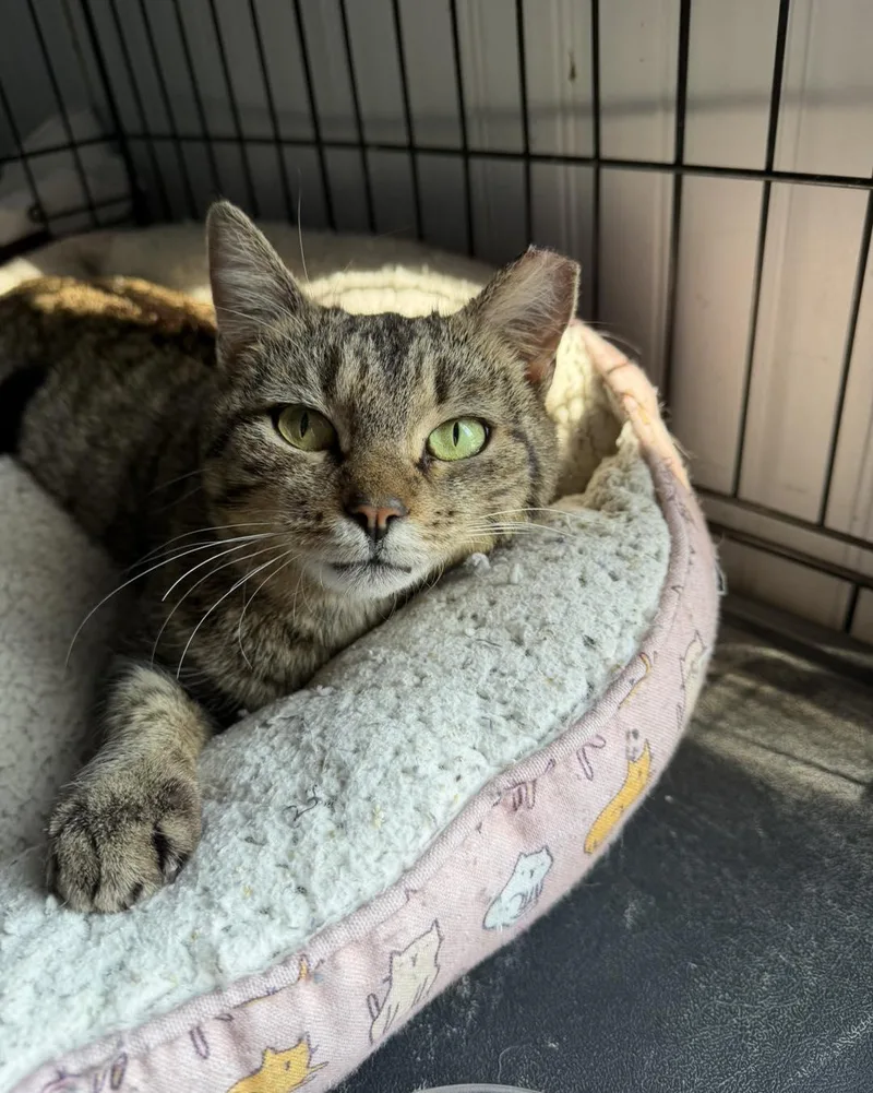 A young medium-sized female Domestic Short Hair cat named Door Dash for adoption in Camden, SC