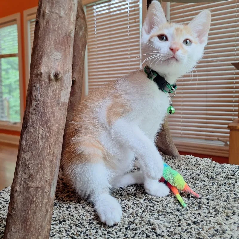 A baby small-sized male Orange / Red Domestic Short Hair cat named Ponzu for adoption in Brownsboro, AL