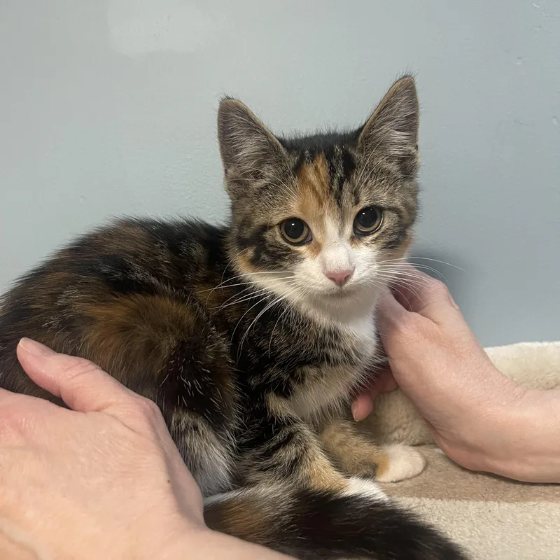 A baby medium-sized female Calico Domestic Short Hair cat named Petal for adoption in Sewell, NJ