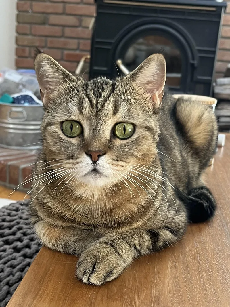 An adult medium-sized female Tabby (Brown / Chocolate) Scottish Fold cat named Rhea for adoption in Brooklyn, NY