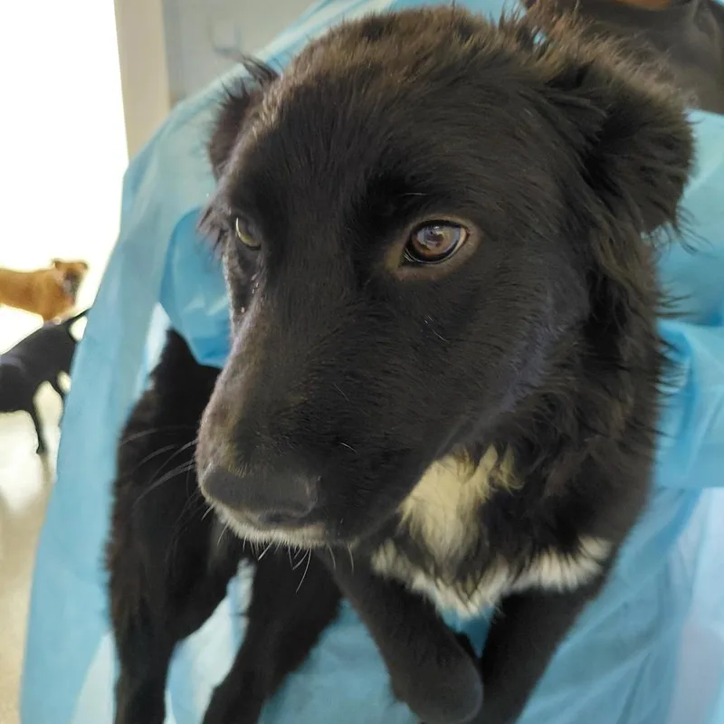 A young medium-sized male Apricot / Beige Mixed Breed dog named Wolf for adoption in LOXAHATCHEE, FL
