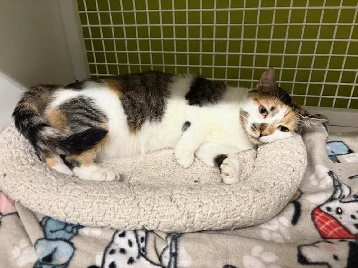 An adult medium-sized female Calico cat named Hazel for adoption in Mound, MN