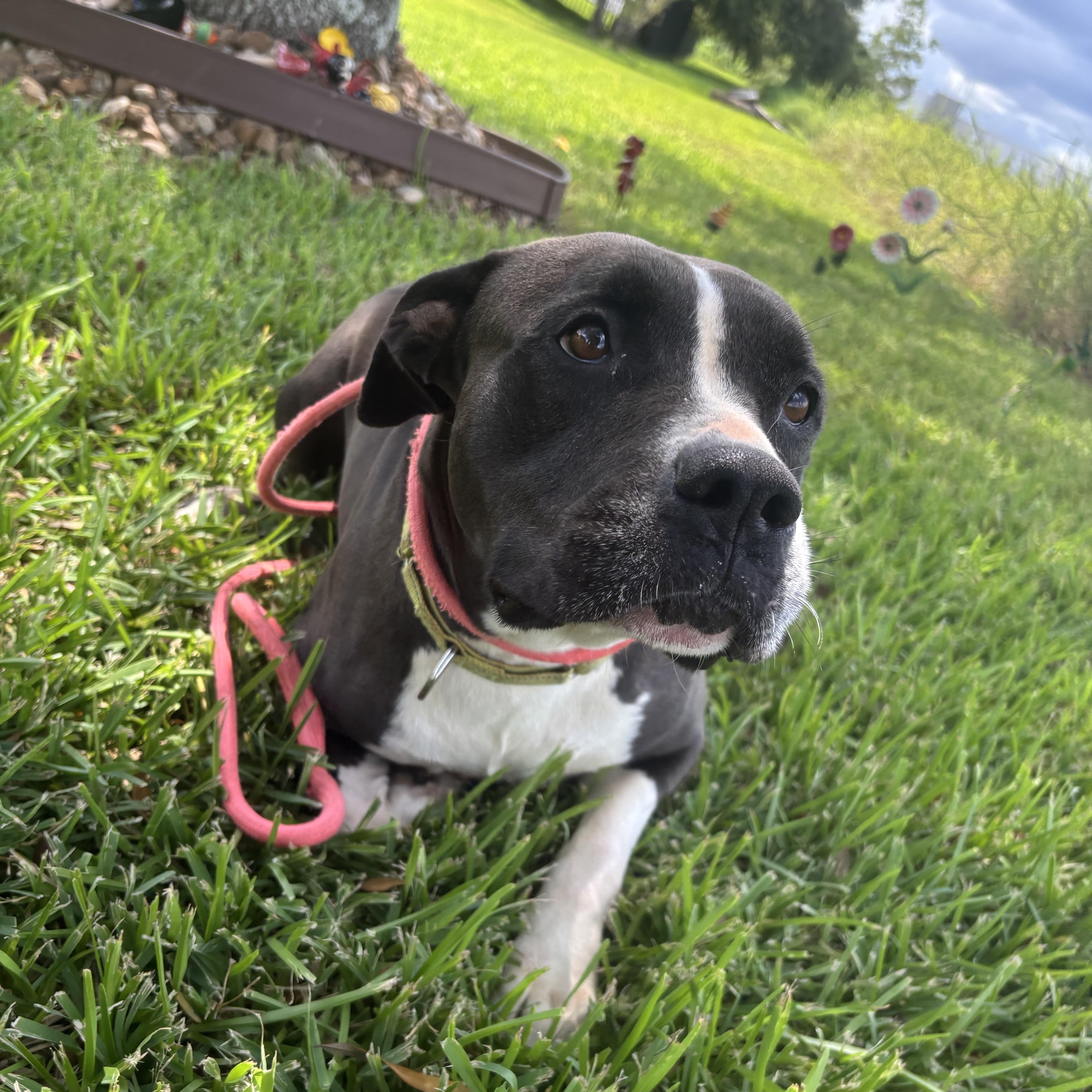 A young medium-sized female Black Pit Bull Terrier dog named Misty for adoption in Pearland, TX