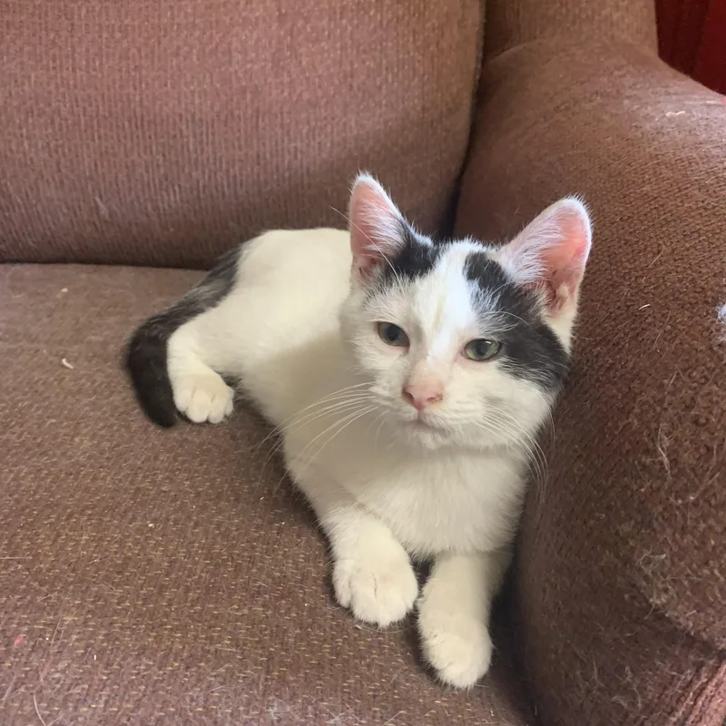 A young medium-sized male White Domestic Short Hair cat named Scotty for adoption in Ludington, MI