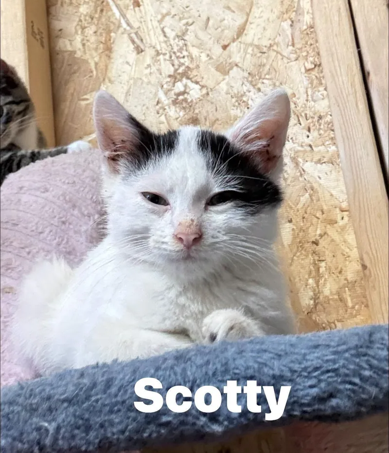 Scotty thumbnail 3
