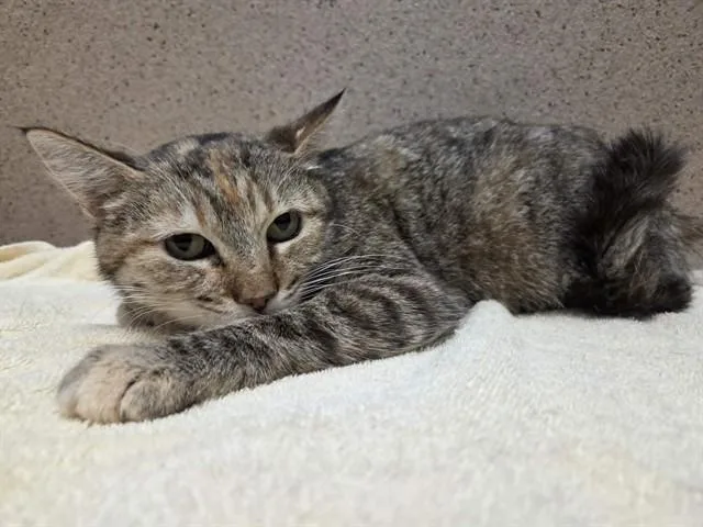 An adult medium-sized female Domestic Short Hair cat named Daphne for adoption in Sacramento, CA