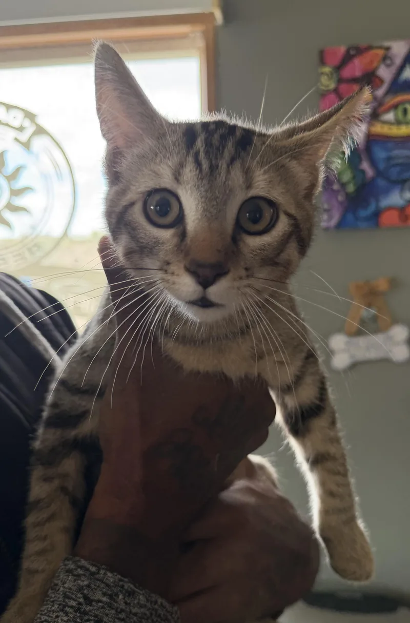 A baby medium-sized male Tabby (Buff / Tan / Fawn) Domestic Short Hair cat named Ralph for adoption in Deming, NM