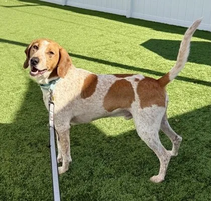An adult medium-sized male Red / Chestnut / Orange Hound dog named Tiberius for adoption in Downers Grove, IL