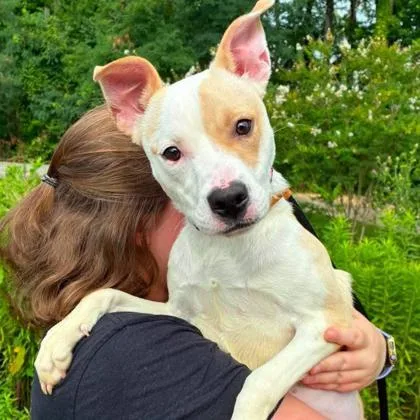 A baby medium-sized female Mixed Breed dog named Fawn for adoption in Gastonia, NC