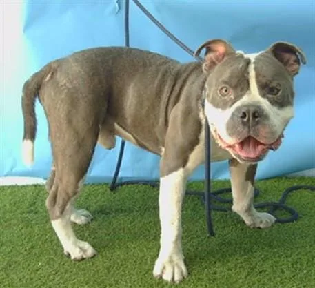 An adult large-sized male Pit Bull Terrier dog named Iron Man for adoption in Downey, CA