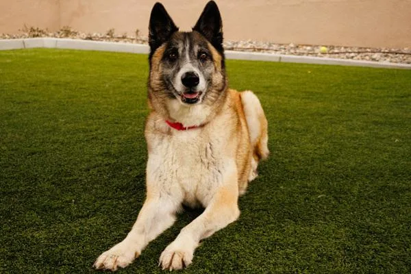 An adult large-sized male German Shepherd Dog dog named Baby Sing for adoption in San Diego, CA