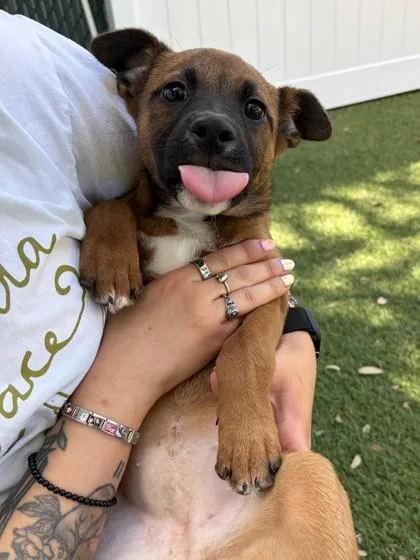 A young small-sized female Shepherd dog named Rarity for adoption in North Miami Beach, FL