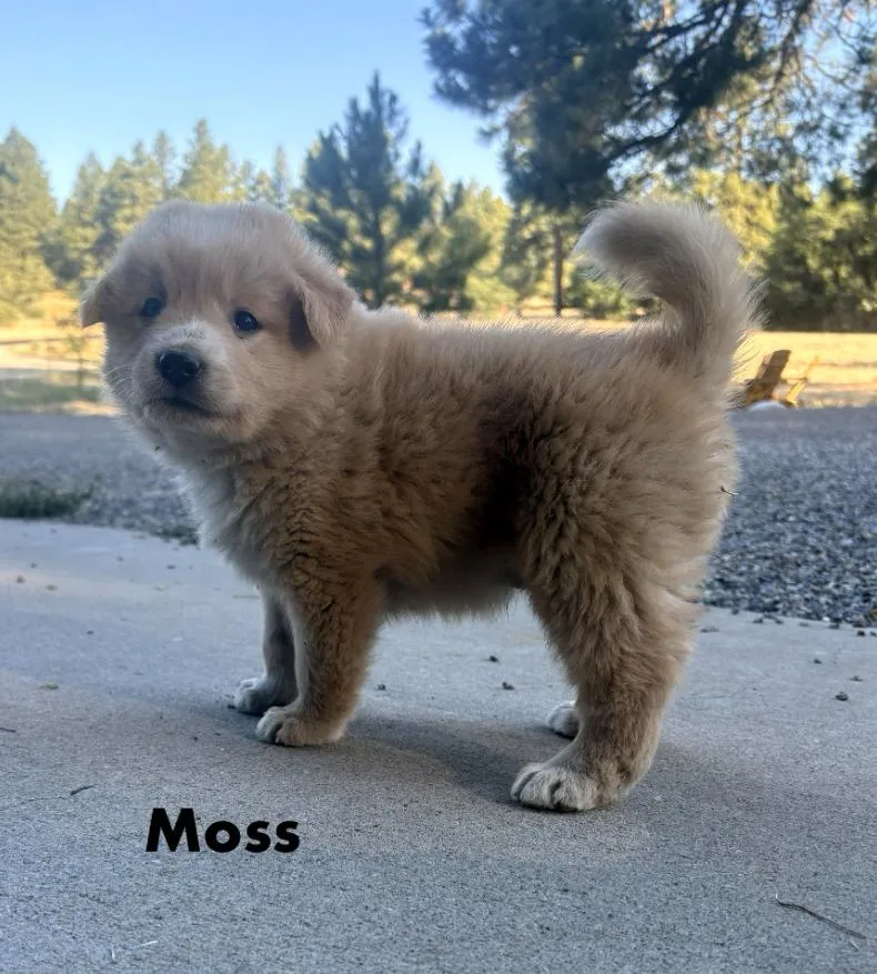 Moss