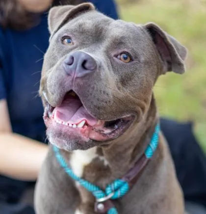 An adult large-sized male Mixed Breed dog named Mr.Munyun for adoption in Chamblee, GA