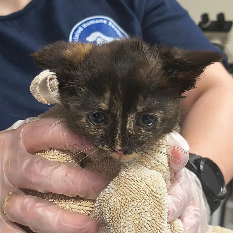 A baby small-sized female Black Domestic Short Hair cat named BonBon for adoption in Newark, NJ