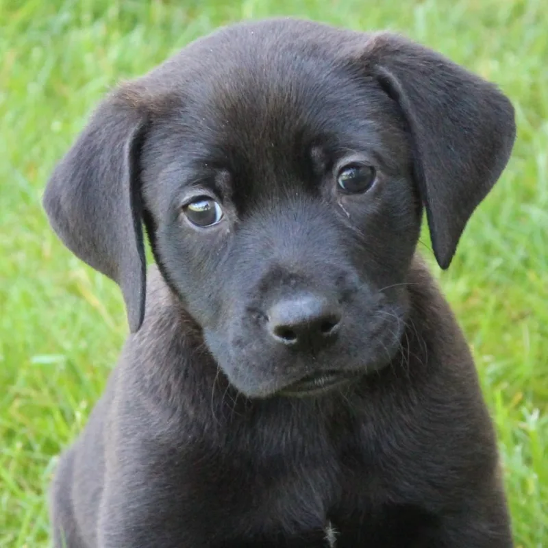 A baby medium-sized male Black Labrador Retriever dog named Callum for adoption in Eaton, OH