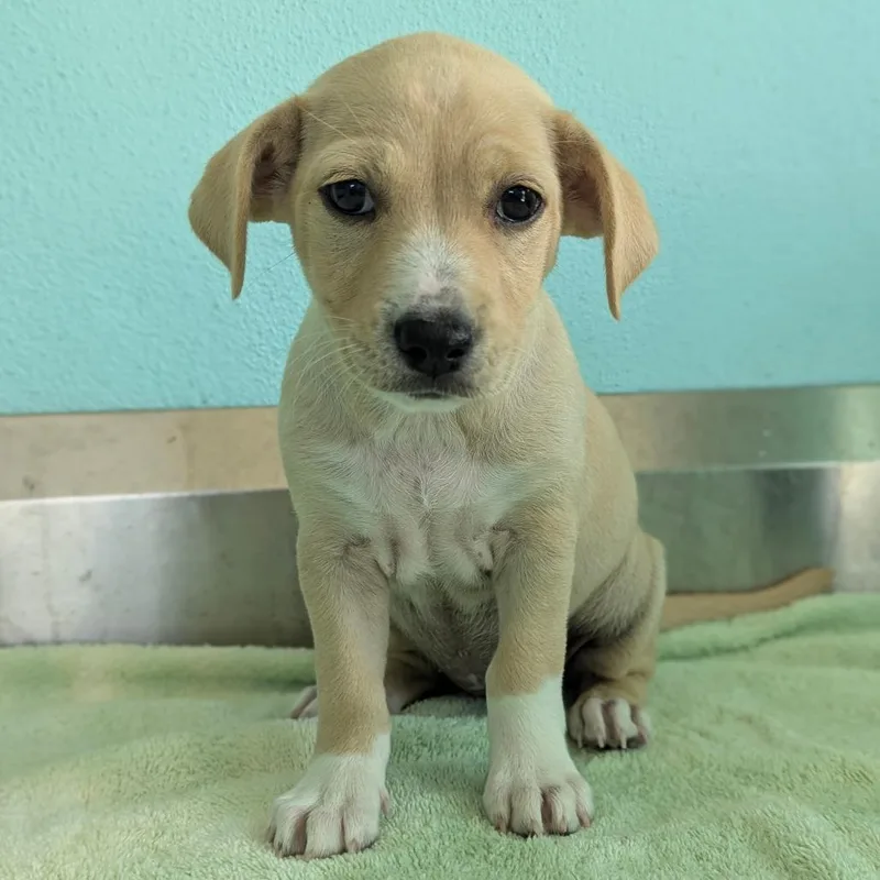 A baby medium-sized female Yellow / Tan / Blond / Fawn Labrador Retriever dog named Nilla Wafer for adoption in LOXAHATCHEE, FL
