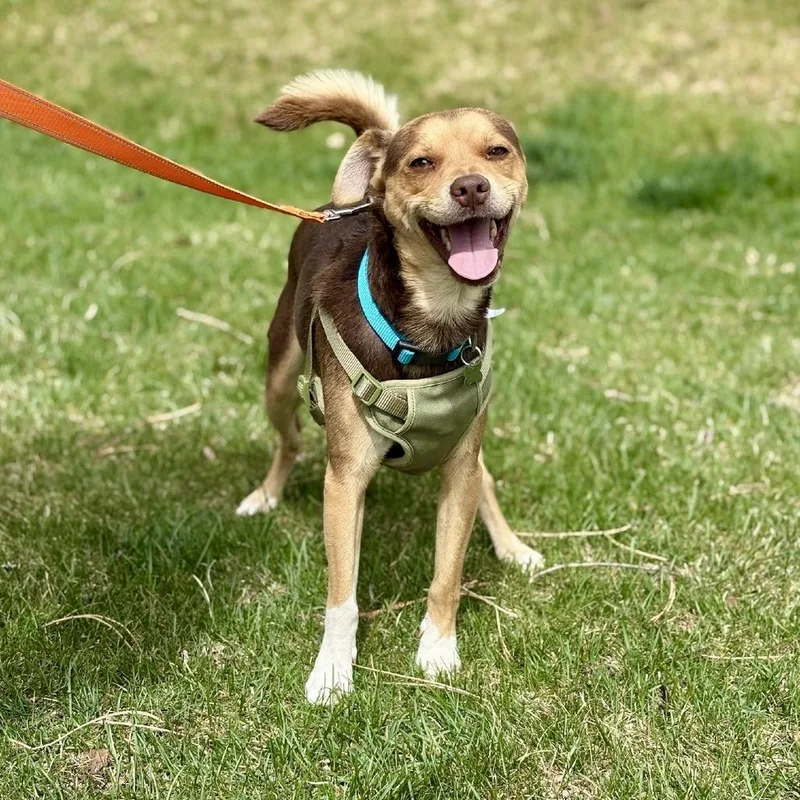 An adult small-sized male Brown / Chocolate Chihuahua dog named Molinar for adoption in Fort Collins, CO